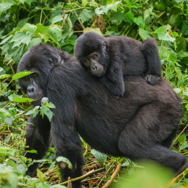 A female mountain gorilla with a baby. Uganda. Bwindi Impenetrable Forest National Park